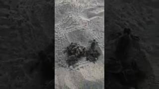 Loggerhead hatchings on their first journey to their home in the sea PART 1 of 2