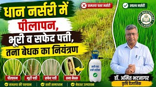 धान नर्सरी में पीलापन, भूरी व सफेद पत्ती, तना बेधक का नियंत्रण