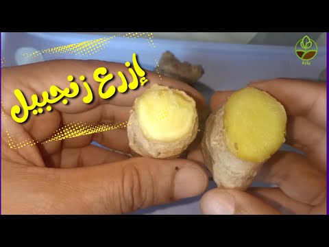 زراعة الزنجبيل في المنزل Growing Ginger