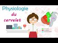 Physiologie du cervelet  cours de 2 me anne mdecine