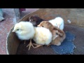 Новорожденные курчата!!!  newborn chickens!!!