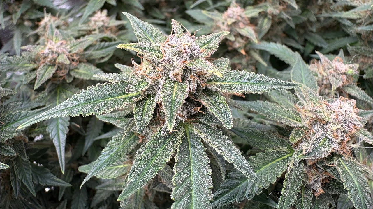 ThaFooGrows Plantshow S1 Ep.8 Last Few weeks of flowering Under the MarsHydro Tsl-2000 