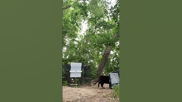 Trap-Neuter-Return of Community Cats