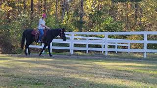 Beginner Safe Gelding