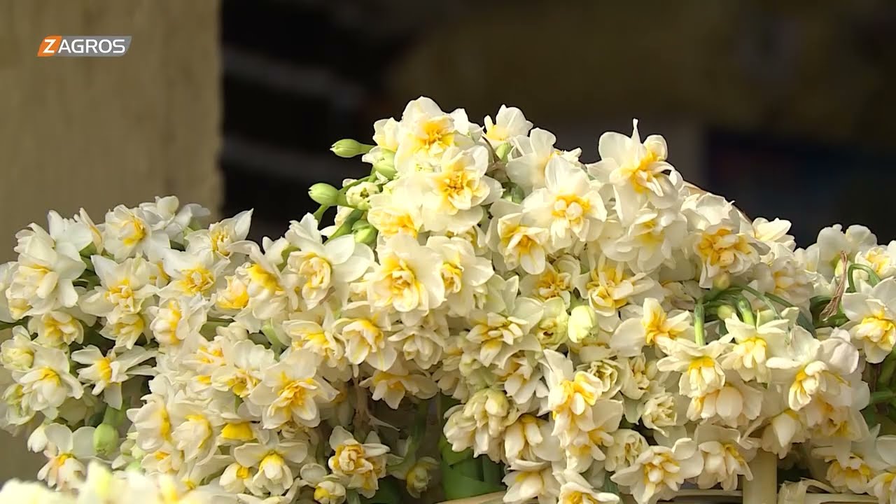 زهور النرجس في قضاء عقرة - آكرێ تحمل بشائر قدوم الربيع