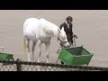 Sunday arabian horse center show promo