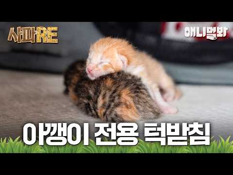 [SAPA-RE] Tiny kittens have been born💗 #AnimalFarm