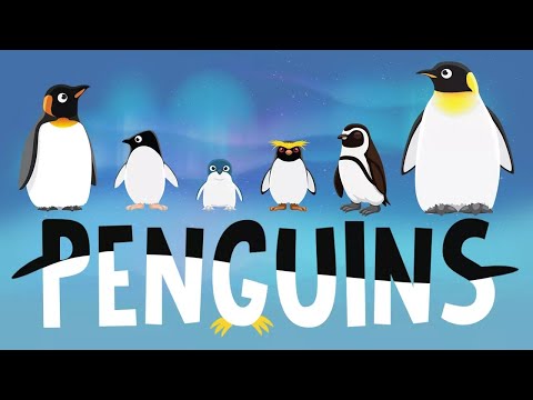 Video: Interesting facts about penguins. Penguins of Antarctica: description