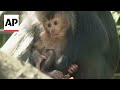 Newborn bearded monkey charms zoo-goers during public debut in Germany