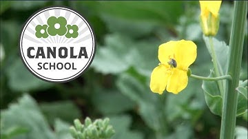 Canola School: Sweeping and scouting for cabbage seedpod weevil