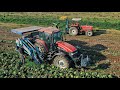 Raccolta verza 2024  new holland m115  fiatagri 7090  cabbage harvest