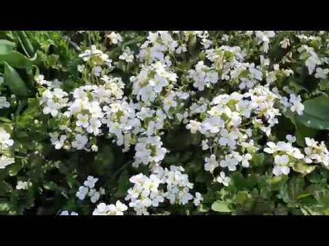 Видео: Арабис (48 зураг): олон наст резуха цэцгийн тодорхойлолт, задгай талбайд өвс тарих, арчлах, Арабис Арендс, Кобургийн Фердинанд сортууд