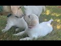 ADORABLE OUTING! Labrador Puppies Share a Meal and Sweet Moments