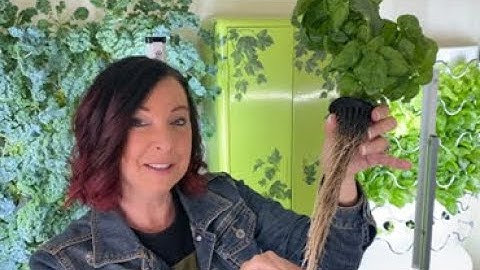 Understanding and Overcoming Root Rot