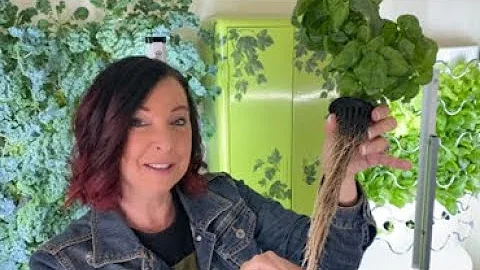 Understanding and Overcoming Root Rot