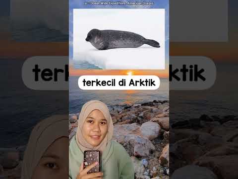 Video: Berapakah berat anjing laut tanpa telinga?