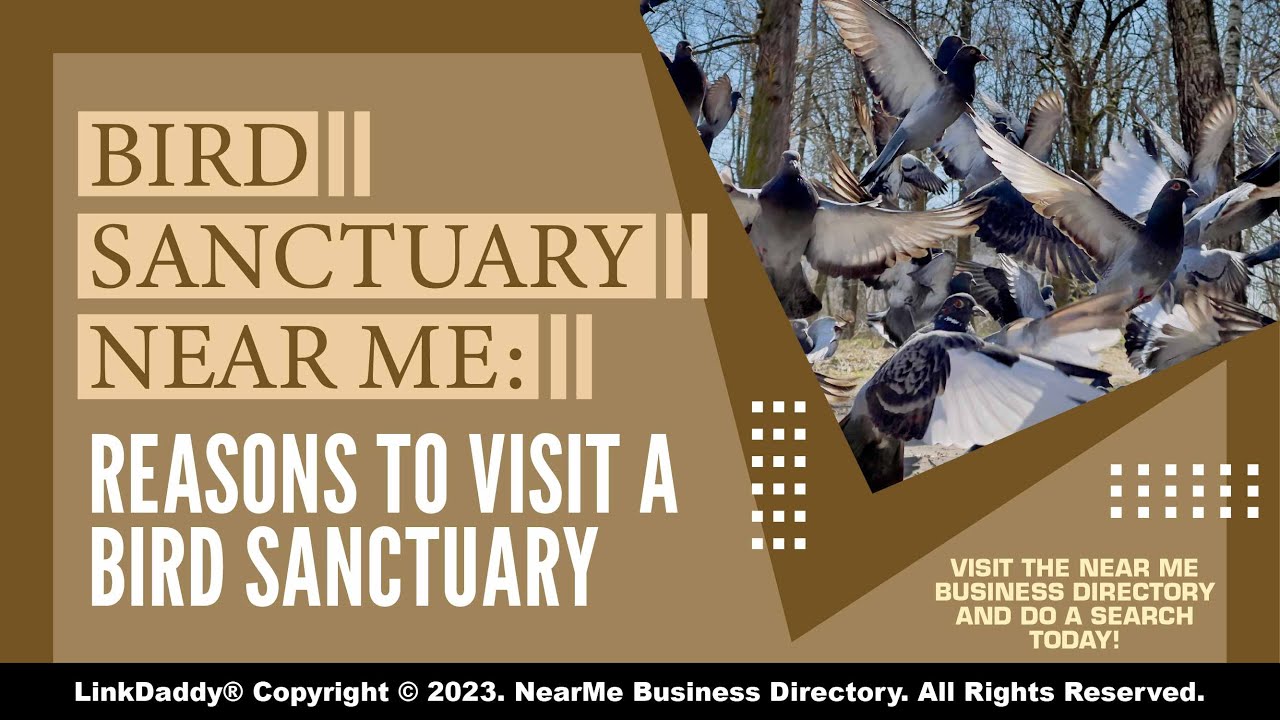 Bird Sanctuary Near Me Reasons To Visit A Bird Sanctuary YouTube Bird Sanctuary Near Me Reasons To Visit A Bird Sanctuary YouTube
