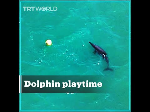 Dolphin playtime