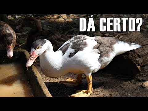 Vídeo: Patos versus galinhas: os benefícios de criar patos