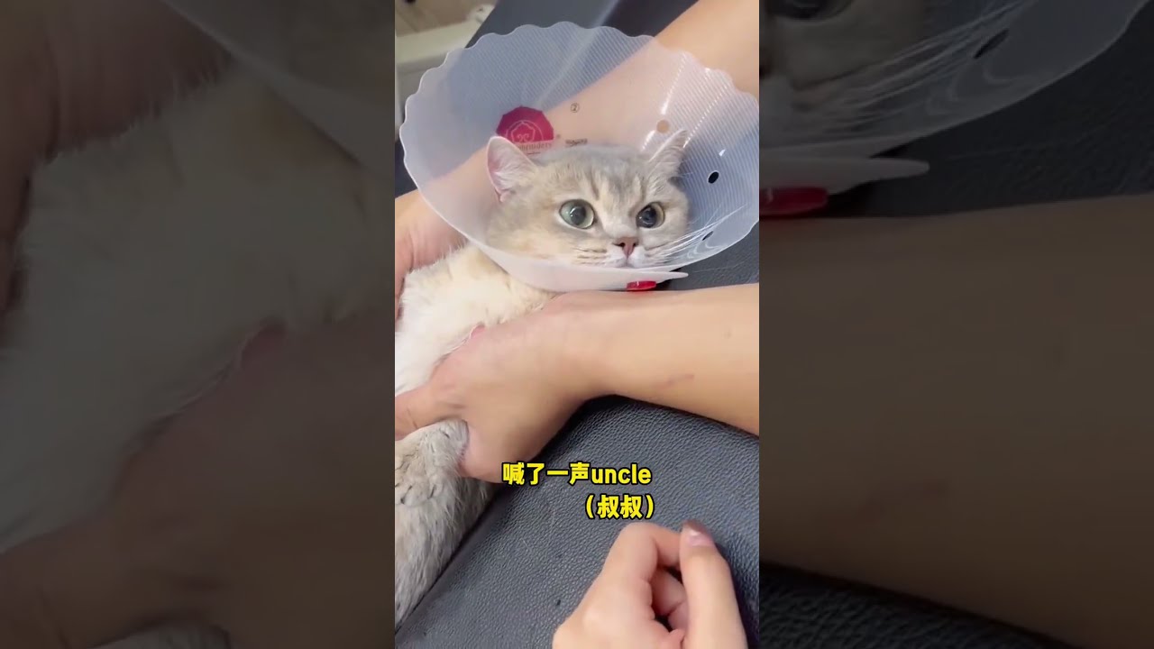 Cat It S Hard To Guard Against Daily Records Of Cute Pets Rap Original Doupi Is Not Naught
