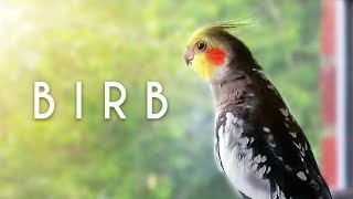 Birb just being a birb by Birb 53,667 views 2 years ago 1 minute, 6 seconds