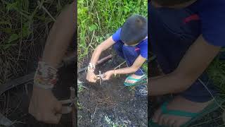 wild chicken trap using bamboo #youtubeshort #chickentrapping #wildchicken