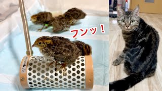 うずらと仲良くなりたくてコンタクトを取るもフラれてしまった猫w