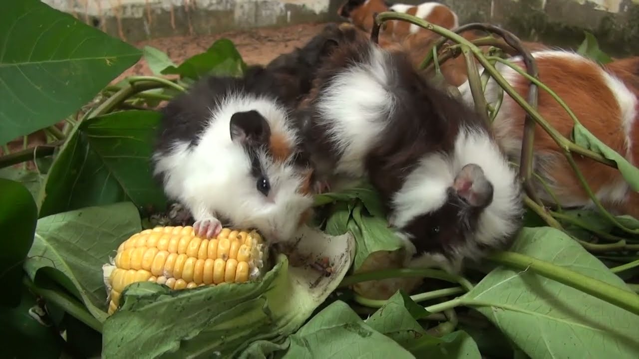 Guinea Pig Afternoon Cam February 10 2026