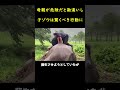 母親が危険だと勘違いした子ゾウ の行動に涙が溢れる。