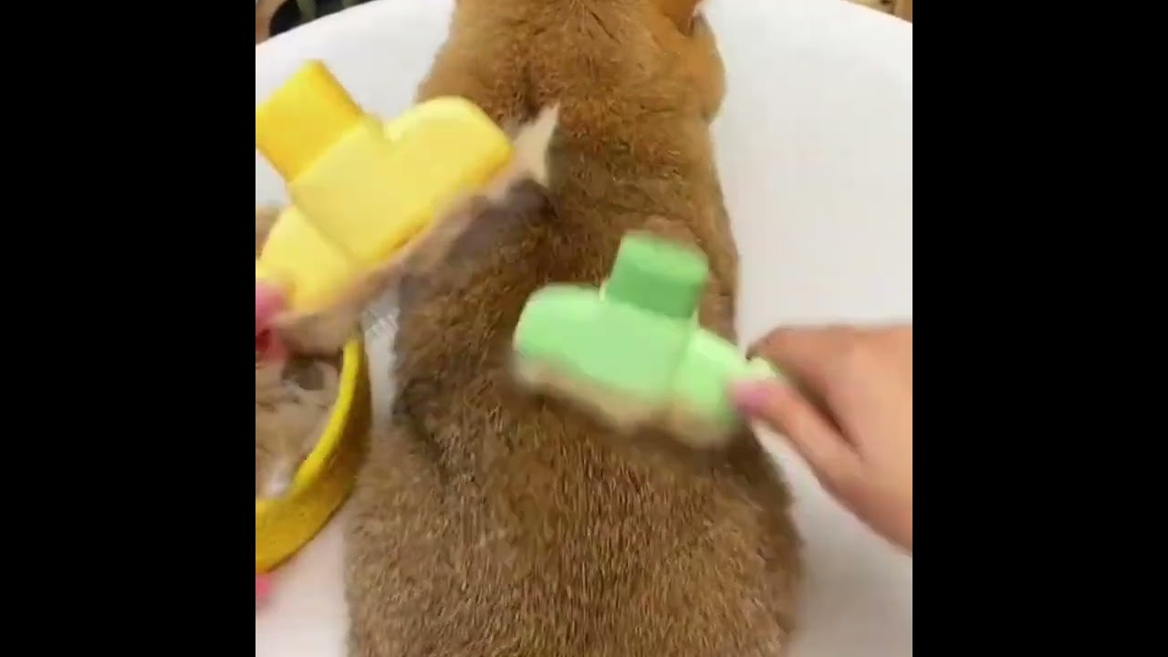 Self-Cleaning Pet Hair Remover Brush – Groom Your Dog & Cat in Seconds 🇺🇸🇺🇸🇺🇸🇺🇸