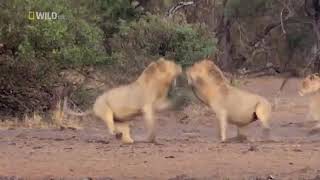 Big cats of southafrica timbavati national Park