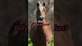 Atların Hafızası Iza Şfetteyiz Şfet