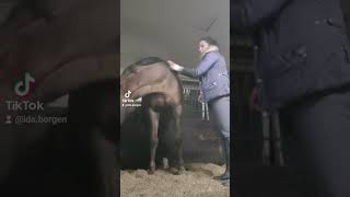 Funny Horse Gets Sassy With Owner 