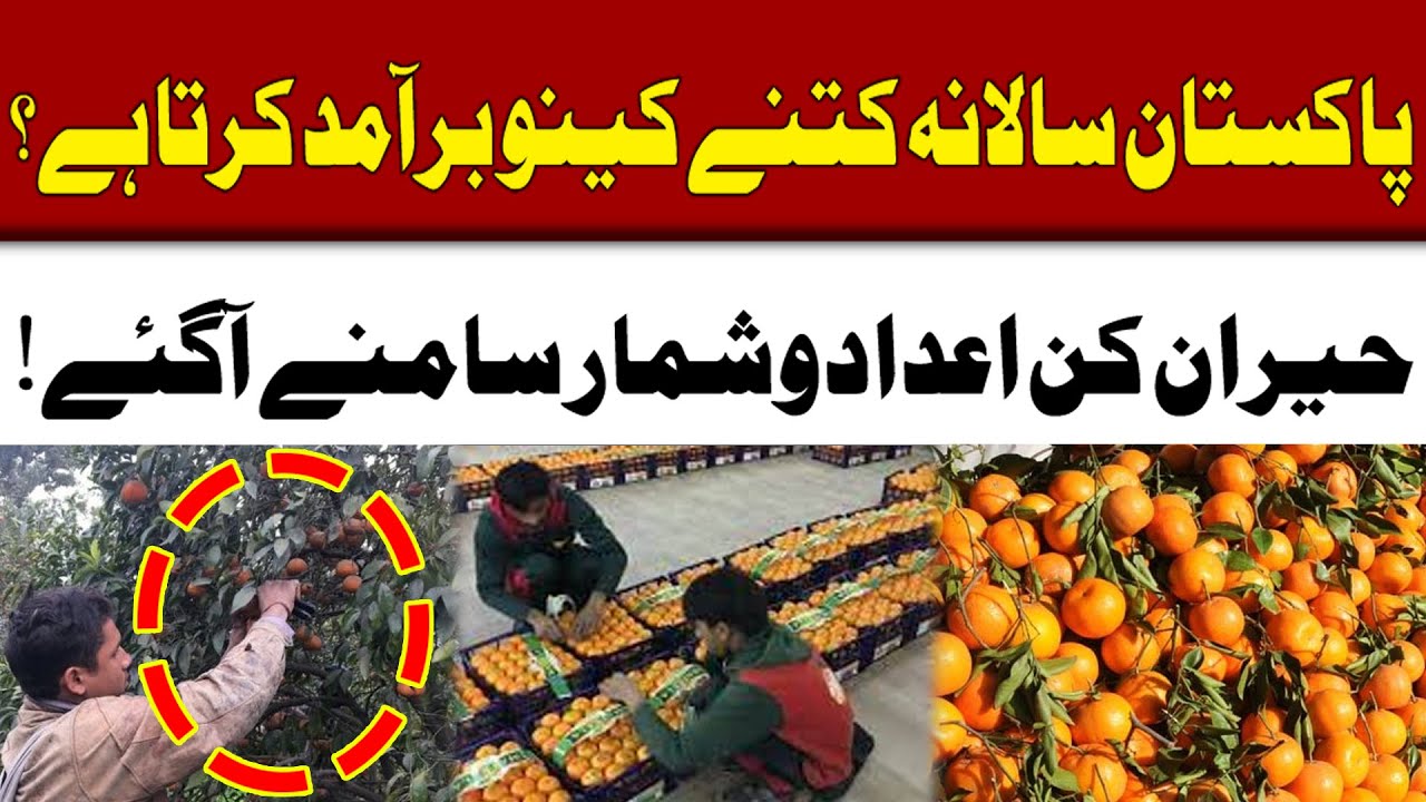 How many orange does Pakistan export annually? | Surprising statistics revealed! | 92 Digital