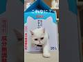 ​牛乳パックからぬんっと生えてくる猫がこちらです。#shorts