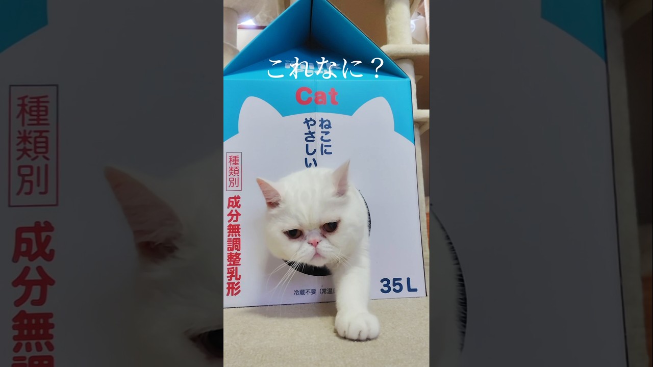 ​牛乳パックからぬんっと生えてくる猫がこちらです。#shorts