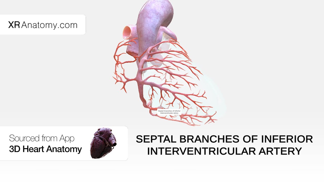 Septal branches of inferior interventricular artery