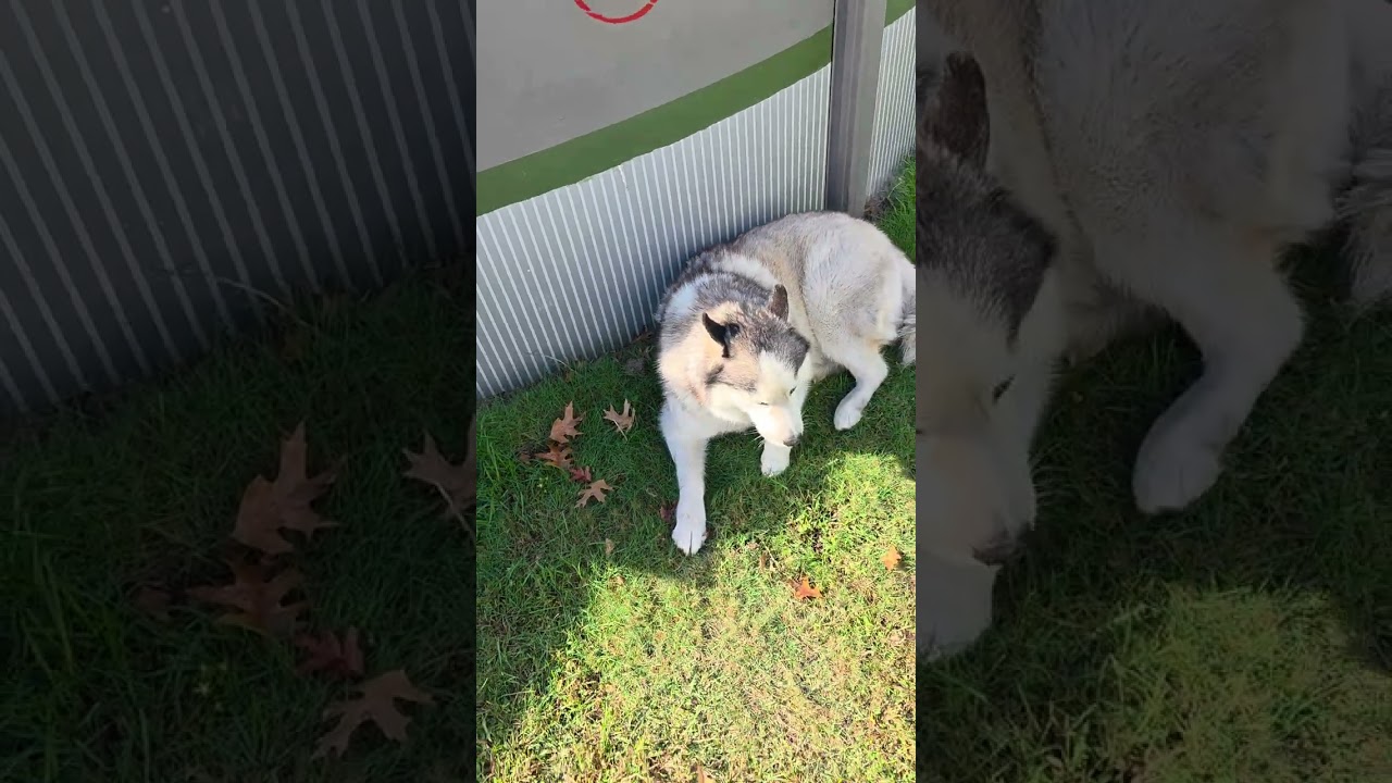 Finished product pool deck turn in to garden
