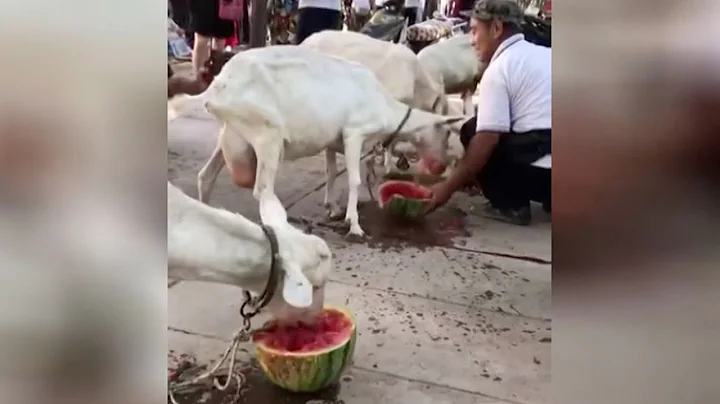 Chinese farmer treats goats to half a watermelon to beat summer heat - DayDayNews