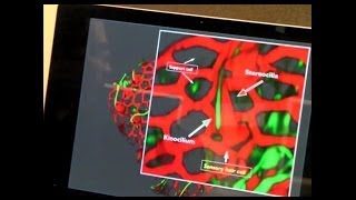 Art of Science: Mouse Embryonic Vestibule by Masahiro Narimatsu