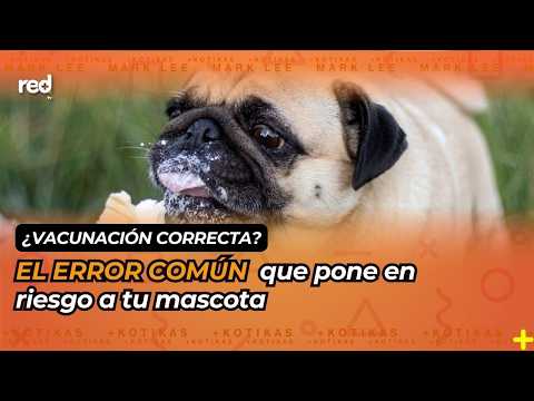 THE COMMON MISTAKE that puts your pet at risk when vaccinating them