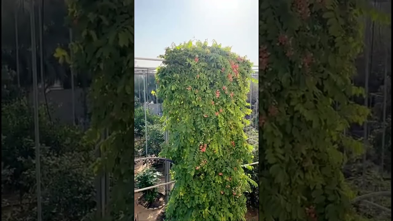 يوميات #خالد_الخالدي  | #طبخ الجريش علي الطريقة البحرينية  | في الجيم 18-11-2024