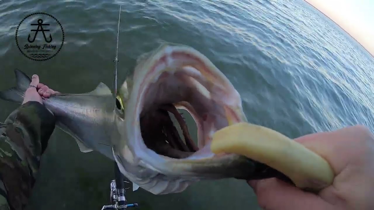 mi RECORD DE ANJOVA en Huelva (Mazagon)