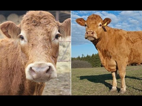 Vídeo: A Vaca 