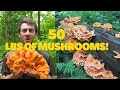 I foraged 50 lbs of chicken of the woods foraging identifying mushrooms and look a likes foragedmarket