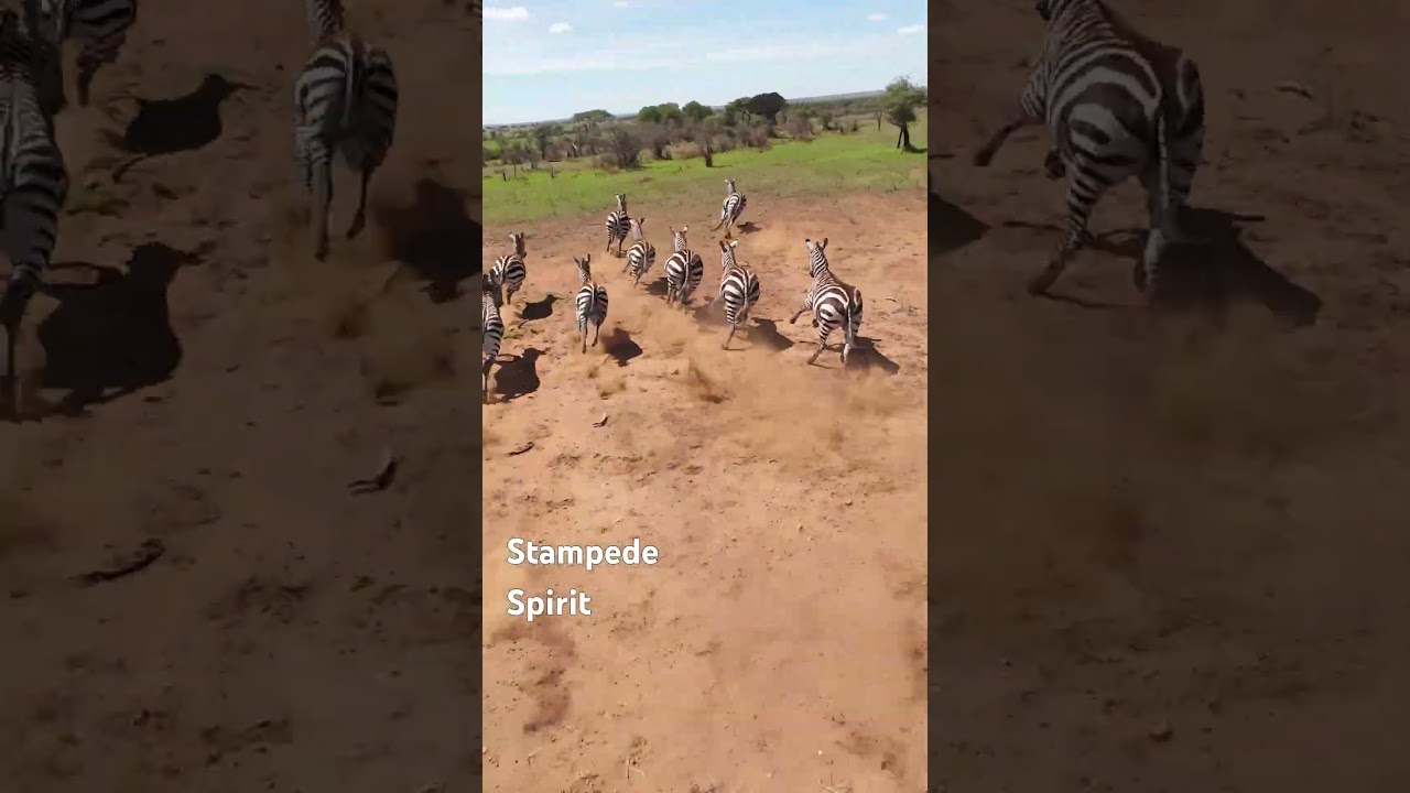 Feel the Power of the Wild 🦓