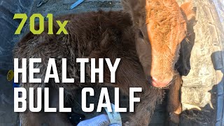 At the Ranch: Calving in Full Swing by 701x 778 views 1 month ago 12 minutes, 20 seconds