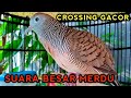 PERKUTUT CROSSING GACOR SUARA BESAR.