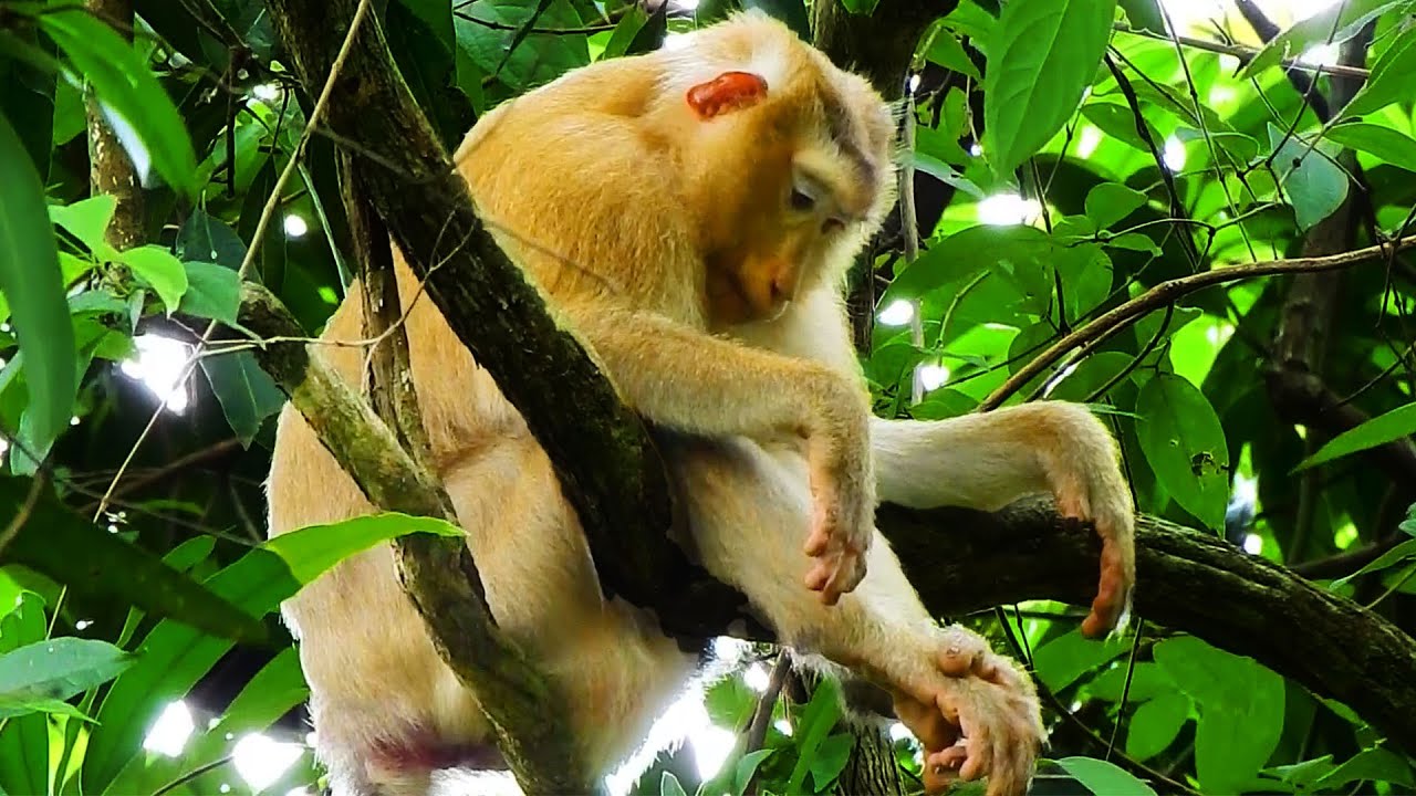 A BIG SO SAD OF ROSE MONKEY LOST HER BB RAINBOW AGAIN, LOOK ROSE SO UPSET!