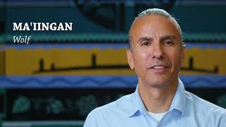 Ma'iingan = Wolf (Ojibwe Word of the Day)
